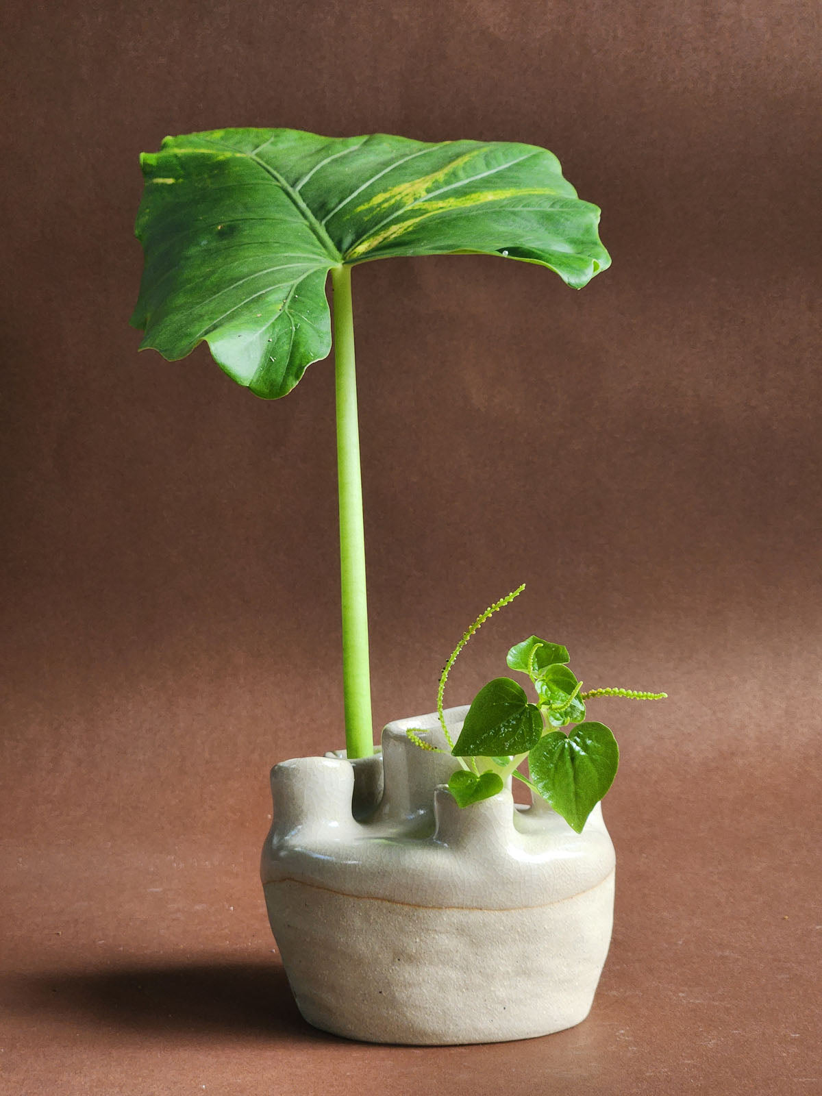 Earth's Offering no. 6